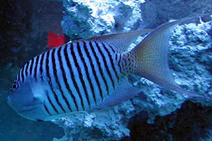 Genicanthus melanospilos (Pesce angelo macchia nera)